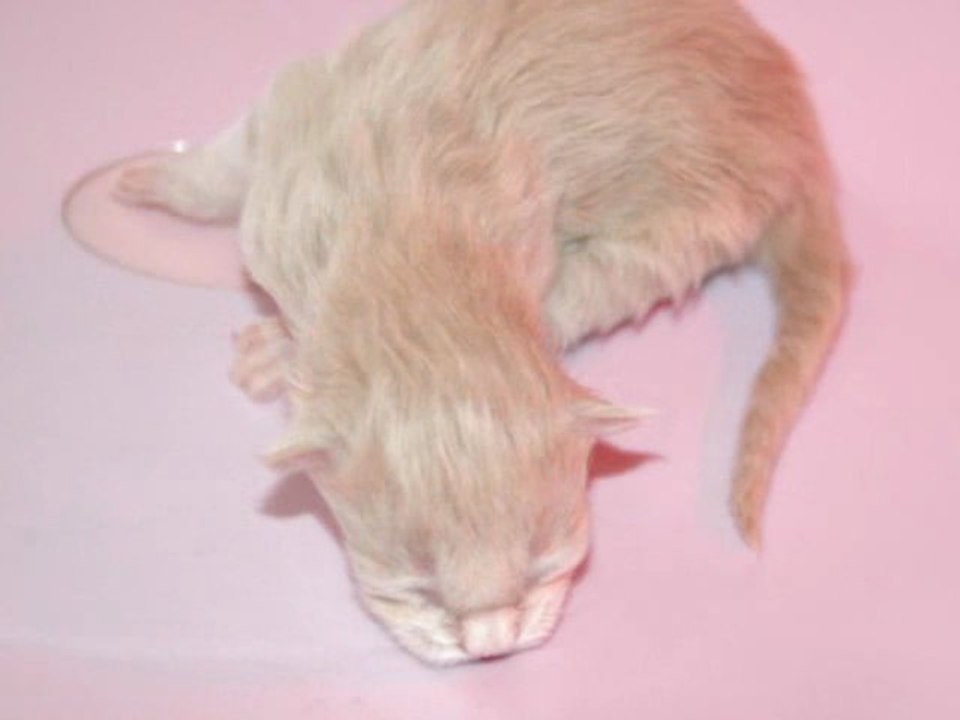 Naissance du 1er chaton maine coon de Falésia le 18-2-12