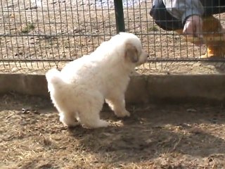 piccina e max