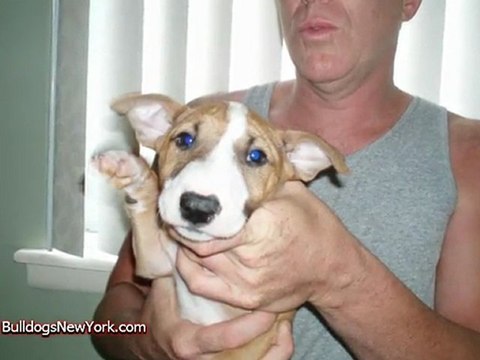 Bull Terrier Puppies