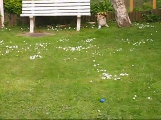 Pas doué le maitre
