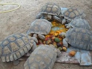 SAM_0111 - tortues-mangues