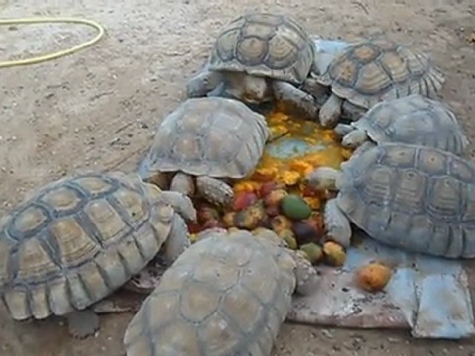 SAM_0111 - tortues-mangues