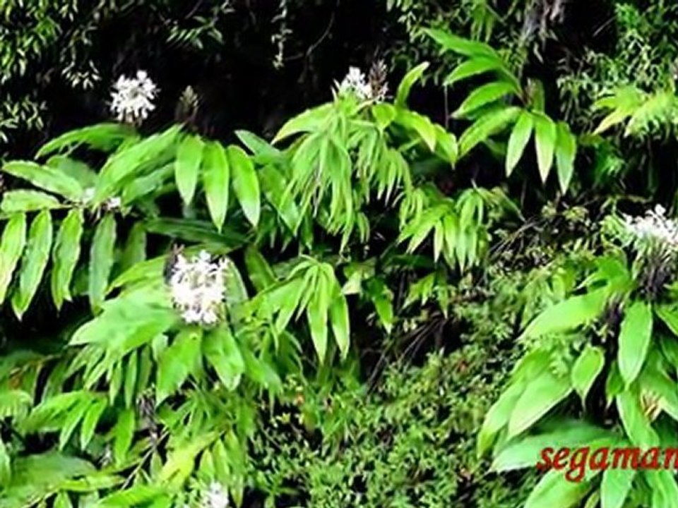 DANCE LE  KUDURO 974