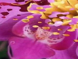 Dilek Taşı - Işın Karaca (Mustafa Dinç)