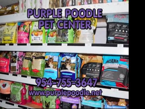 PURPLE POODLE Purple Poodle Pet Center, 954-755-3647 Wheaten Groomer Shitzu, Poodle, Care. Coral Springs, Fl, purplepoodle.net, Pet Supplies Boarding, Dog Groomer, Pet Store. Purple Poodle Coral Springs Dog Grooming.