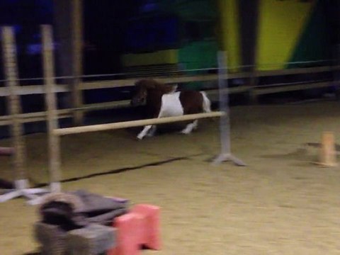 Arlequin premiers sauts en liberté 4