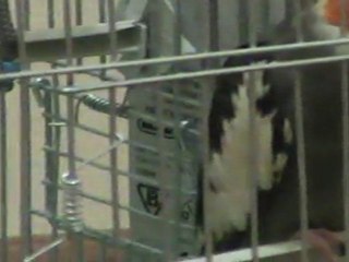 sultan papağanı  (şakir)