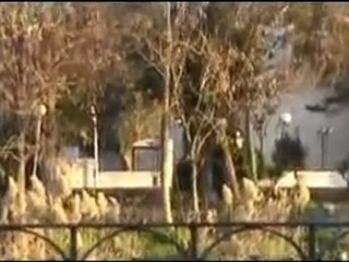 فري برس   حماة   مرور سيارات الزيل والشبيحة الى ساحة العاصي 19 2 2012