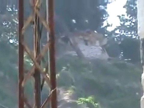 فري برس حماة القناصة الاسدية يحتلون العصابات الأسدية 20 2 2012