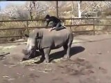 Shpëton mrekullisht nga rinoceronti