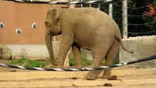 Dancing Elephant