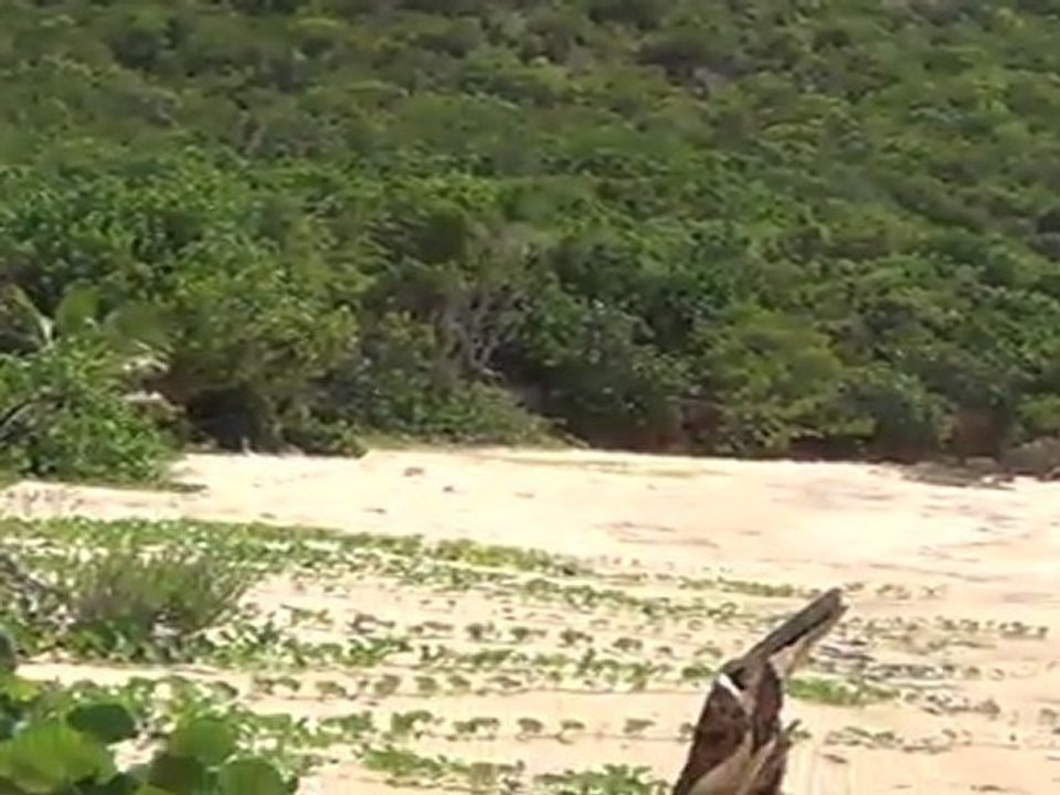 Katouche bay beach  in Anguilla, Caribbean Island  video 2