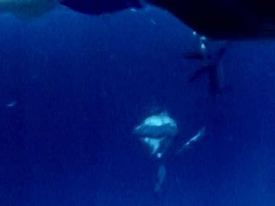 Shark "possible" attack on a Woman