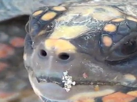 Turtles and Cats in Anguilla, British West Indies (caribbean island)
