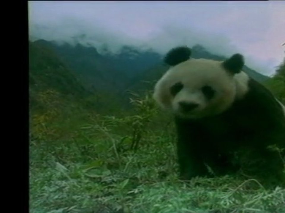 Sur les traces du Panda - Festival IMAX