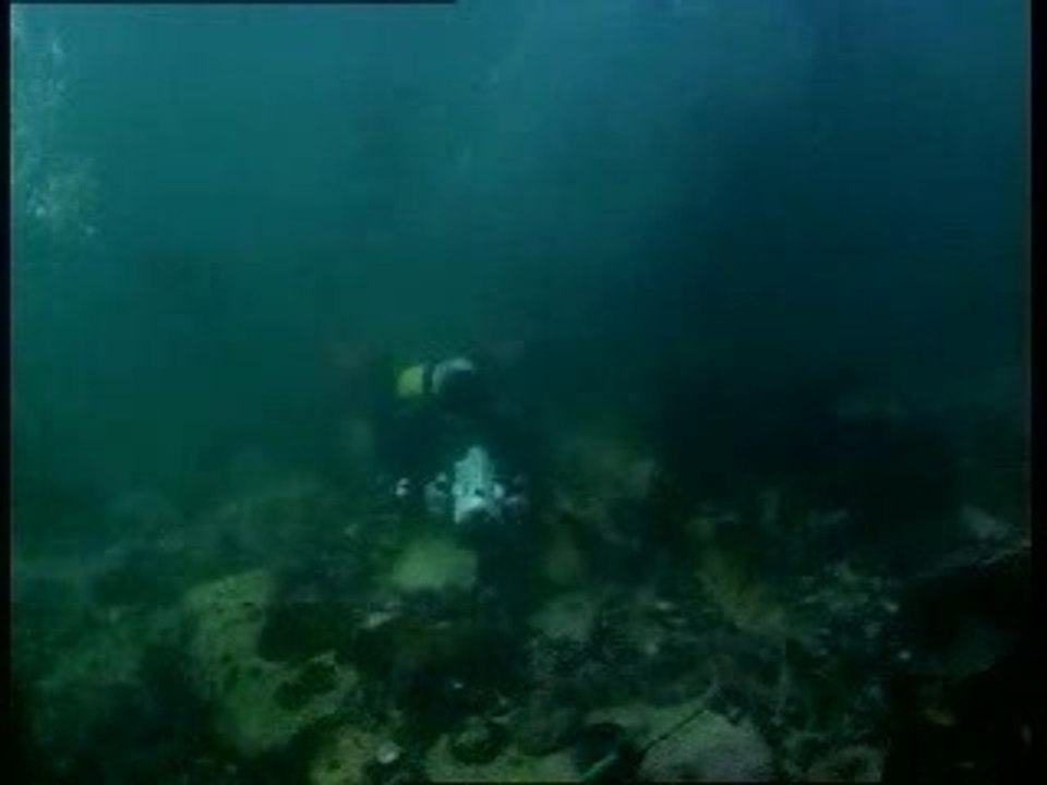 Seals in the white shark Fridge