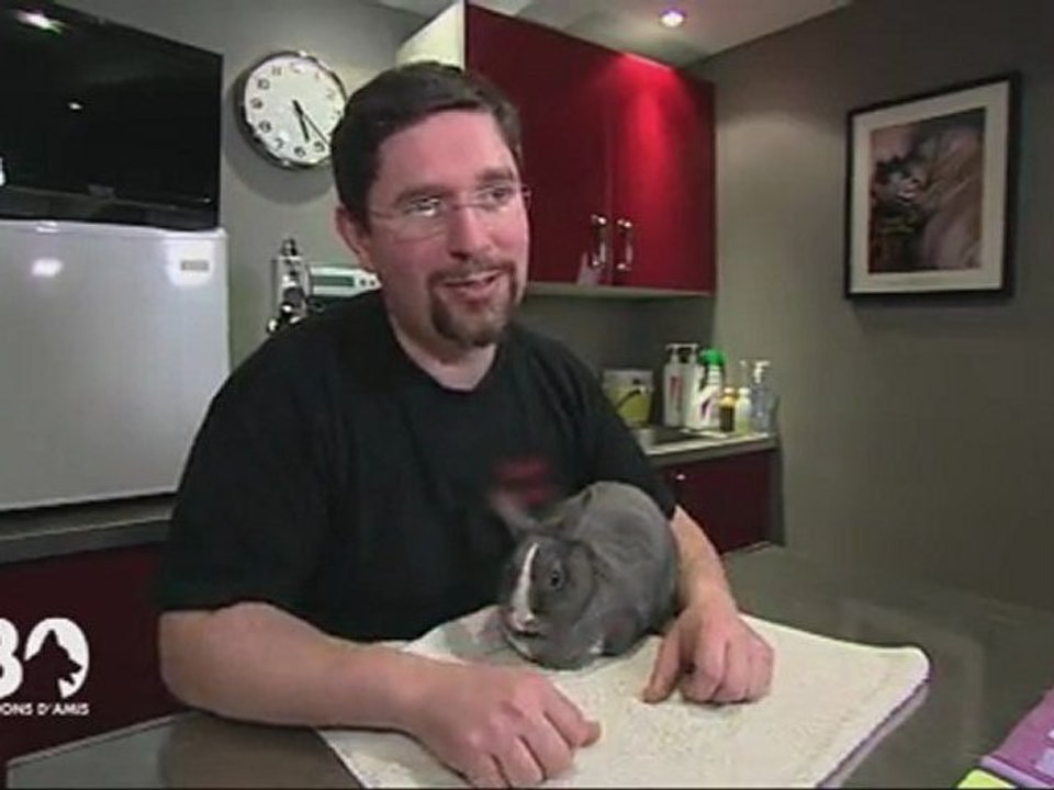 Tout savoir sur le lapin