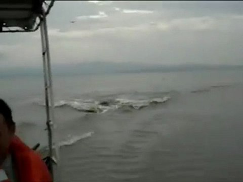 Course poursuite entre deux hippopotames et un bateau de touristes