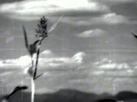 Sarada Nanu Cheraga (Sarada)