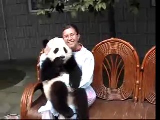 Baby panda happy for hug!