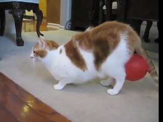 Static Cat vs Balloon