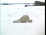 Polar bear hates Monday