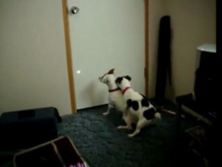 Little Dog Takes Break From Chasing Laser
