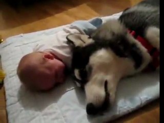 Crying Dog vs Crying Baby