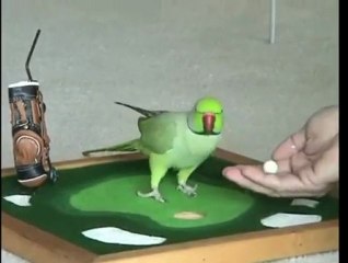 Amazing bird tricks