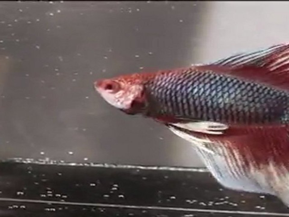 Show Betta QDPK 2
