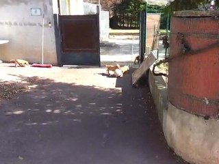 Chiots Braque Hongrois