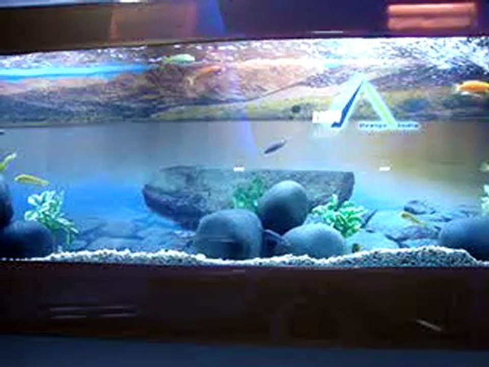 Aquarium Design India