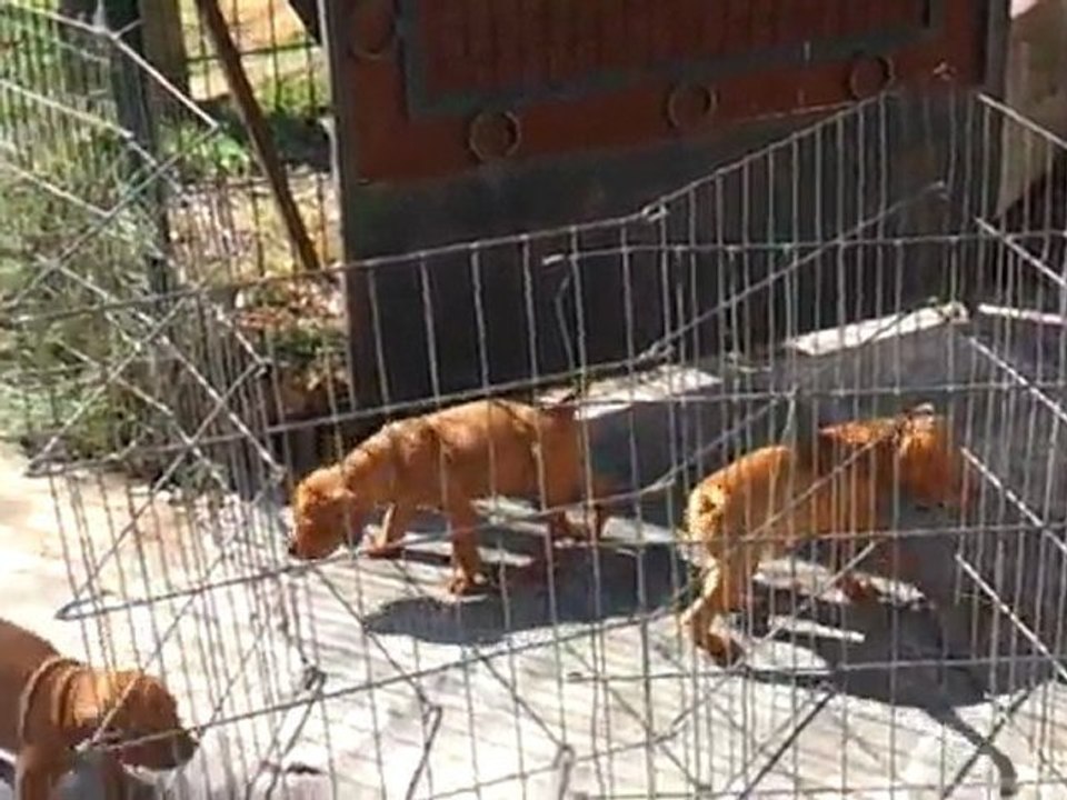 Chiots Braque Hongrois 2