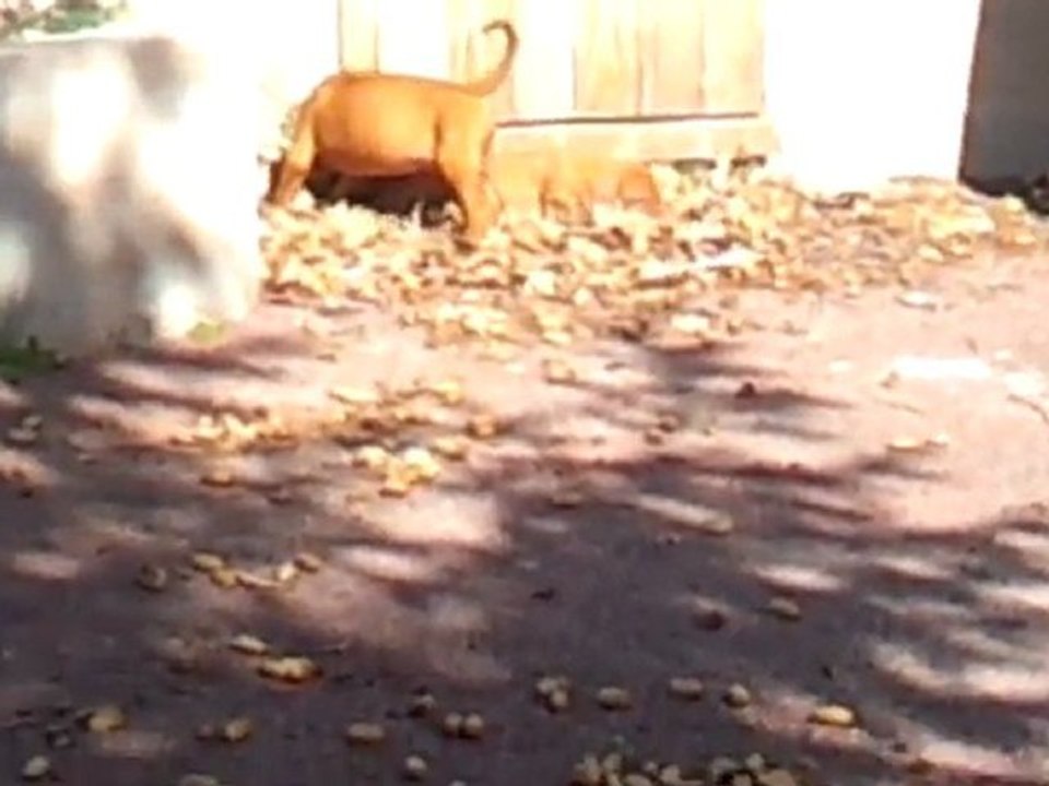 Chiots Braque Hongrois 3