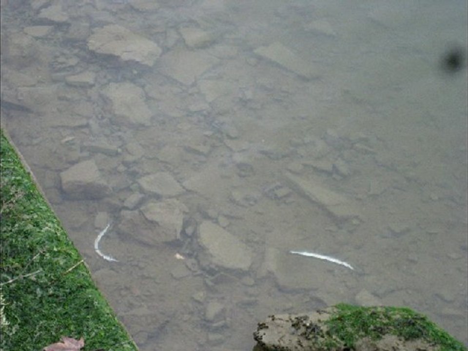 Mort des orphies Estuaire Adour