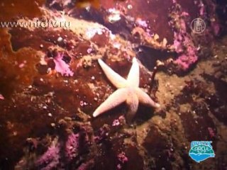 Фестиваль дайвинга: где погружаются россияне