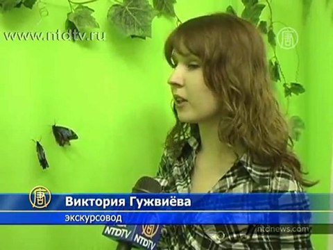 Выставка тропических бабочек