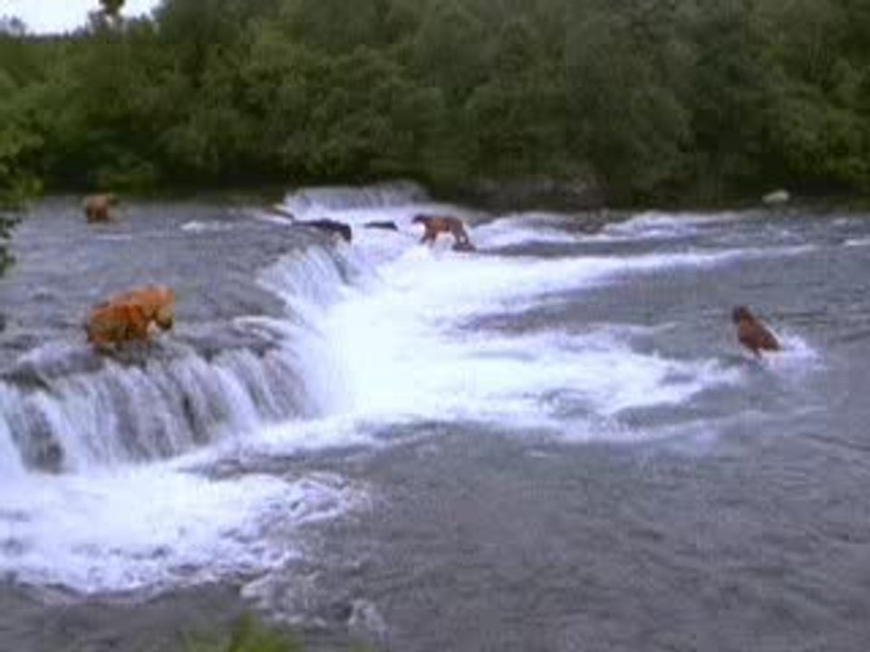 Bear Hunt