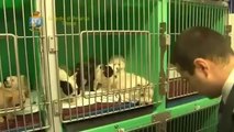 Trieste - Operazione ''bulldog'' 209 cuccioli di cane sequestrati (21.02.12)
