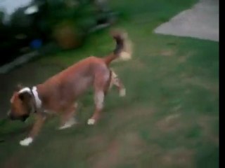 Blind dog plays  Fetch!