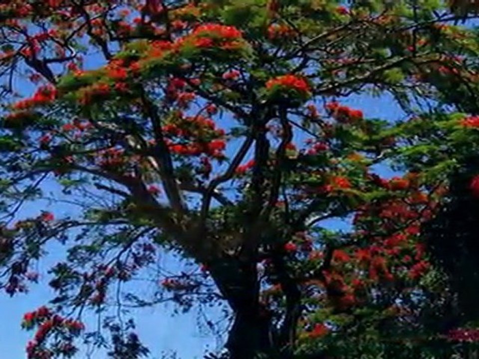 LA REUNION ..LES MASCAREIGNES. -