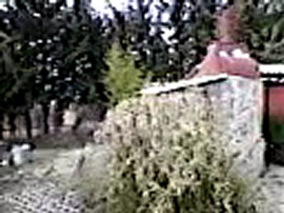 DEREKÖY KÖPEK ÇİFTLİĞİ