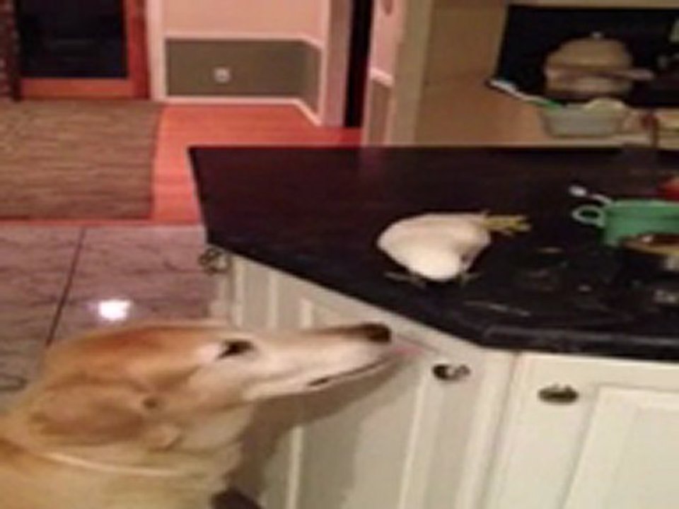 VIDEO : Un perroquet nourrit un chien avec son bec