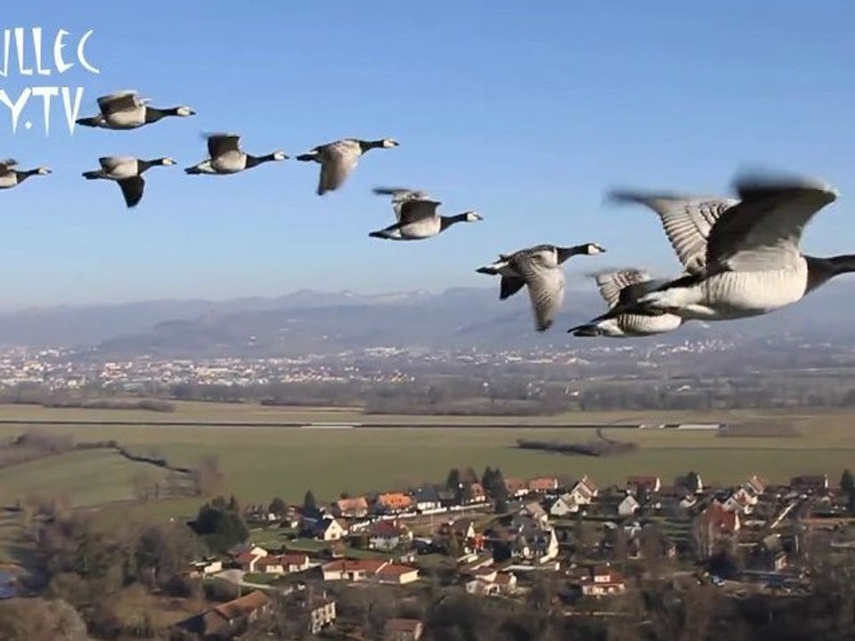 Voler avec les Bernaches