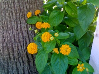 LLORARIA - CANTAUTORA - LADY HAGUA