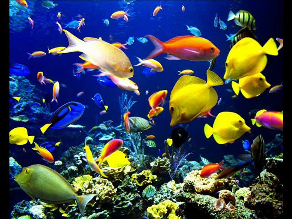 PEIXOS