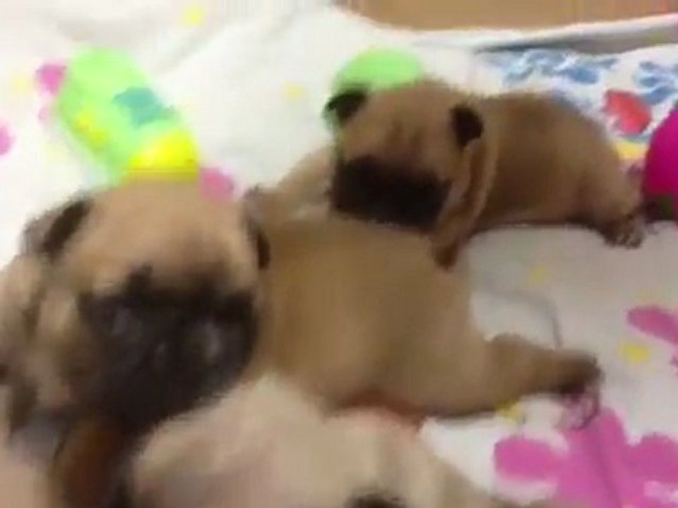 Les bébés à 1 mois