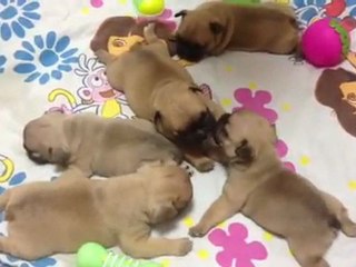 Les bébés à 1 mois (suite)