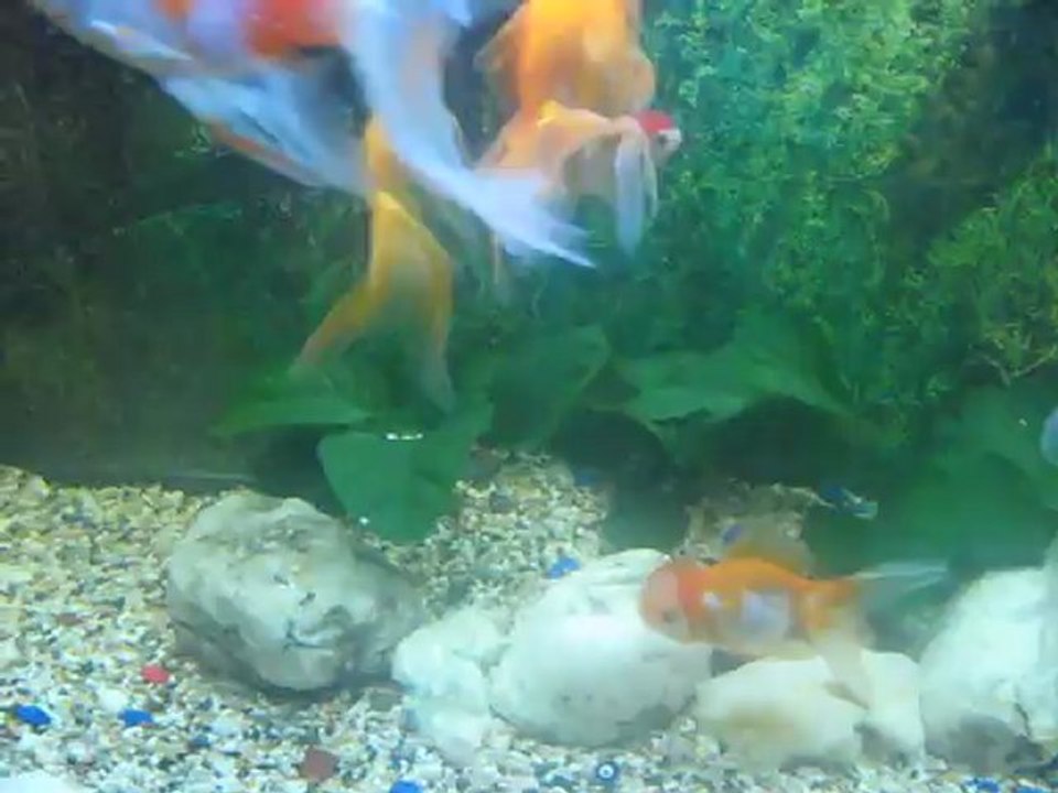 Gold Fish-4-