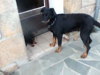 enya éduque ses chiots